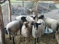 نعجة, Romanov sheep — الصورة 1