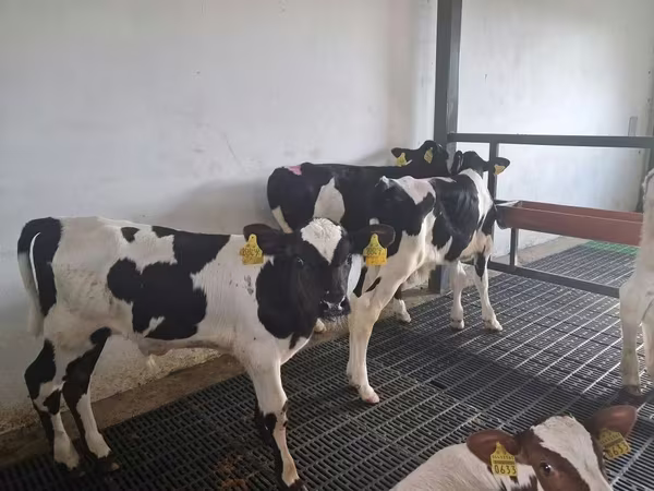 Bull, Russian Black pied cattle