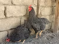 Gallina eslovena barrada — foto 1