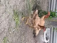 Chickens — 5-сурет