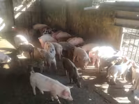 Eber, Schweine — Foto 1