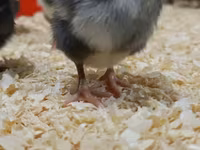 Chickens — 1-сурет