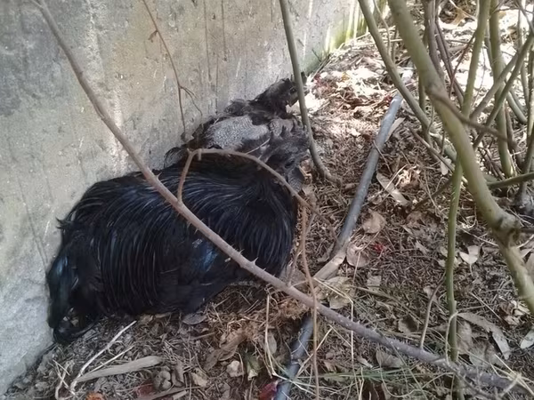 Chickens