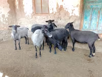 भेड़, Romanov sheep — फ़ोटो 6