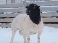 Қошқар, Dorper sheep — 1-сурет