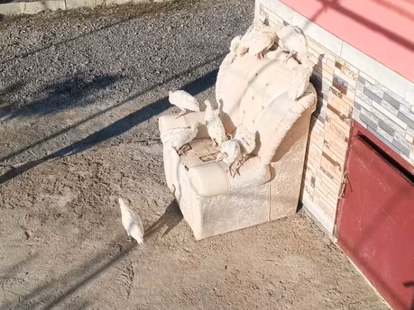 Chickens