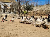 Chickens — foto 5
