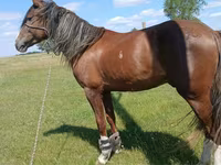 Hengst, Kazakh horse — Foto 1