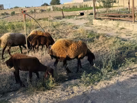 Sheep, Sheep — photo 4
