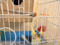 Nymph (cockatiel) cütlüyü və qəfəs komplekti - Növ: Nymph paraket — фото 5