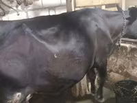 Vaca, Aberdeen-Angus — foto 5