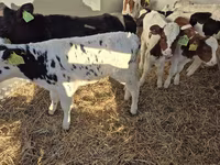 Rinder (Partie, Geschlecht nicht angegeben), Simmental cattle — Foto 1
