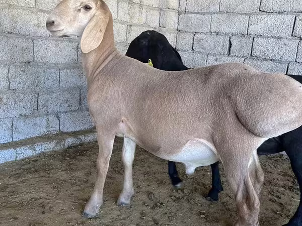 Carnero, Arashan sheep