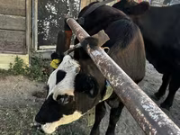 Kuh, Latvian Blue cattle — Foto 1