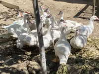 Ducks — الصورة 6