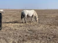 Caballo, Kazakh horse — foto 3