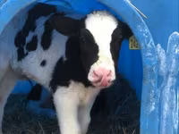 Bulle, Holstein-Rasse — Foto 1