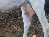 Cabra, Cabras — foto 1