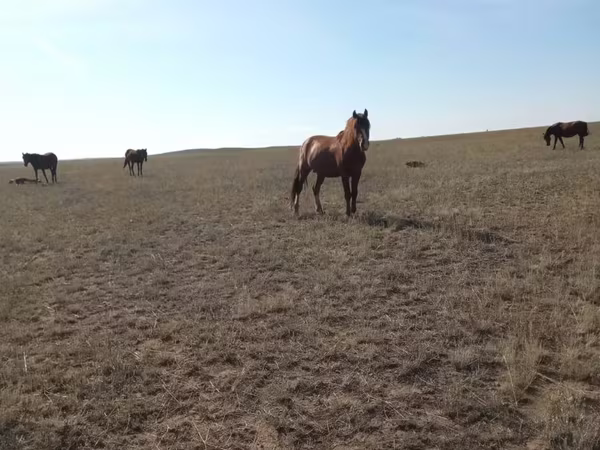 Mare, Mugalzhar horse