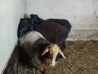 Schaf, Hissar sheep — Foto 7