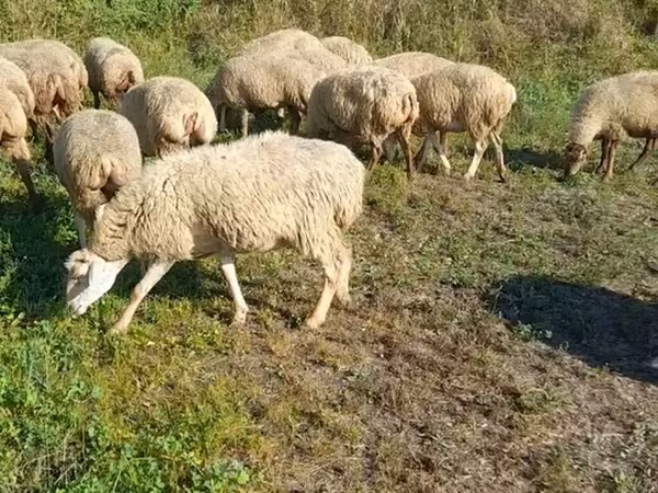 Қой, Karabakh sheep