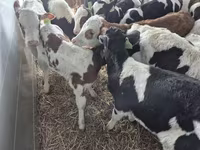Bulle, Simmental cattle — Foto 2