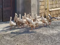 Geese — foto 1