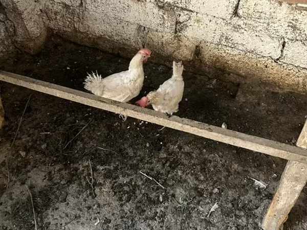 Chickens