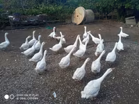 Geese — foto 4
