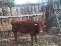 मवेशी (लॉट, लिंग निर्दिष्ट नहीं), Simmental cattle — फ़ोटो 2