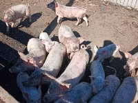 Schweine (Partie, Geschlecht nicht angegeben), Крупная белая — Foto 2