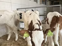Toro, Simmental cattle — foto 3
