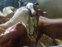 Cattle (batch, sex not specified), Simmental cattle — photo 2
