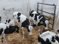 Bulle, Russian Black pied cattle — Foto 4