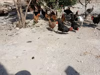 Chickens — Foto 5