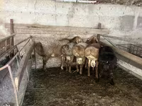 Widder, Arashan sheep — Foto 2