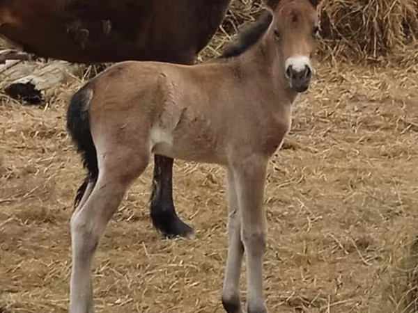 Кобила, Kazakh horse