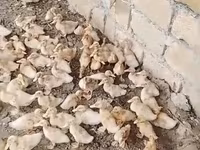 Ducks — Foto 2