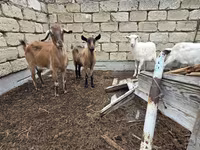 Ziege, Saanen goat — Foto 2