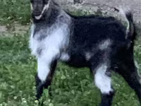 تيس, Alpine goat — الصورة 5