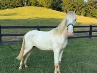 Hengst, Rocky Mountain Horse — Foto 3