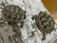 Quru tısbağa balaları - Növ: Quru tısbağa (Testudo tipli) - Ölçü — фото 1