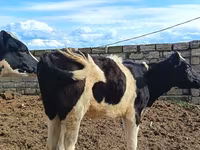 بقرة, Simmental cattle — الصورة 6