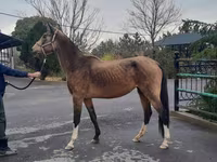 Stute, Akhal-Teke — Foto 2