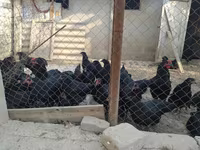 Chickens — الصورة 4