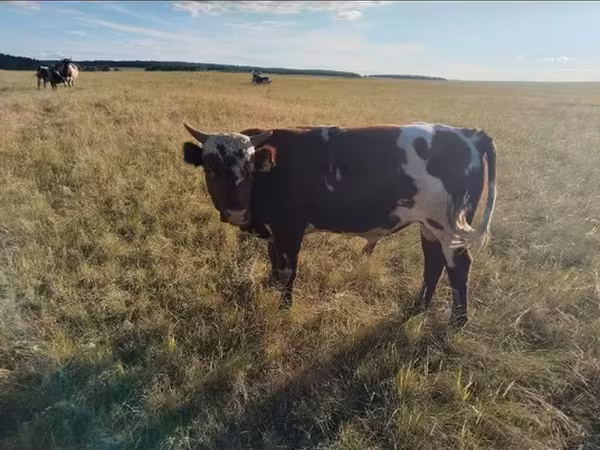 Корова, Russian Black pied cattle