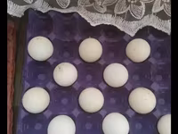 Turkeys — الصورة 4
