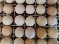 Australorp — Foto 6
