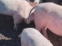 Schweine (Partie, Geschlecht nicht angegeben), Schweine — Foto 1
