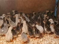 Guinea fowl — 3-сурет